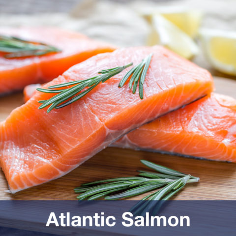 Salmon – The Fishin' Co.